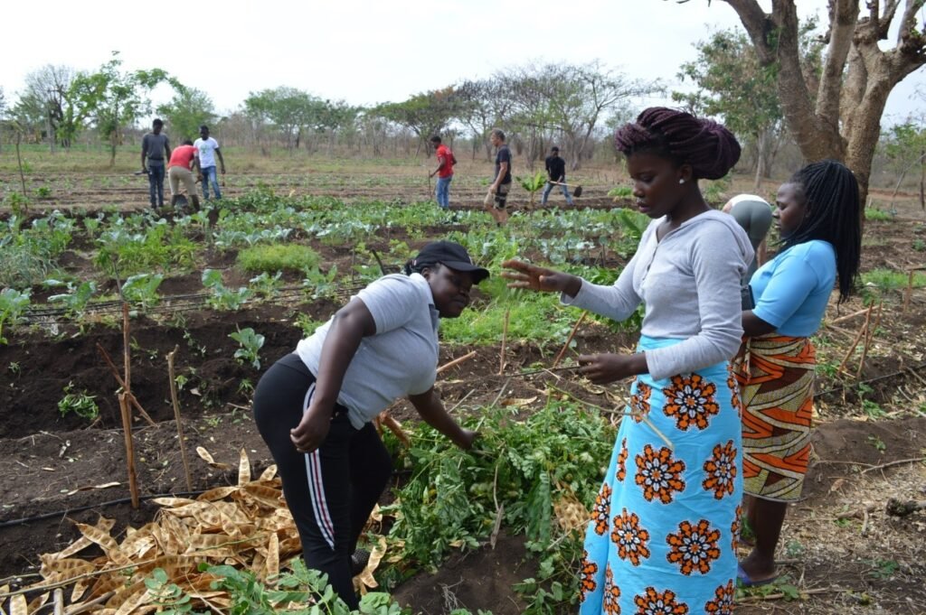 Discursos Midiáticos e as Estratégias de Comunicação Adotadas por Comunidades Rurais Afetadas pelo Agronegócio, pelo Extrativismo e pelas Mudanças Climáticas em Moçambique